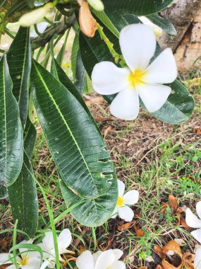 Beyaz frangipani tropikal çiçekleri ve yeşil yaprakların güzelliği