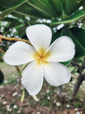 Beyaz frangipani tropikal çiçekleri ve yeşil yaprakların güzelliği