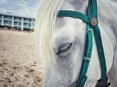 Close-up photograph of a horse's face showcasing its expressive eye and sleek fur clipart