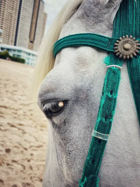 stock image Close-up photograph of a horse's face showcasing its expressive eye and sleek fur