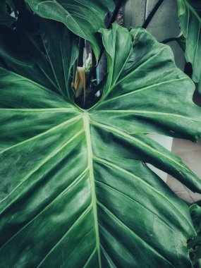 Yeşil tropik yaprakların güzelliği