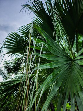 Yeşil tropik yaprakların güzelliği