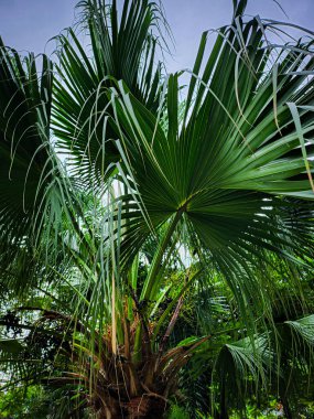 Yeşil tropik yaprakların güzelliği