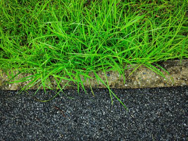 Yeşil çimenler arkaplan veya doku bırakır