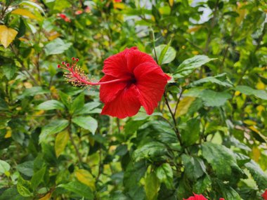 Amfibik kırmızı tropik çiçeklerin güzelliği