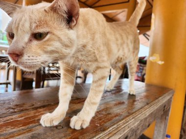 Yallow kedisinin ve çiçeğinin güzelliği