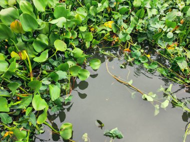 Sümbül yapraklarının güzelliği.