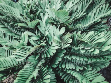 Yeşil tropik yaprakların güzelliği