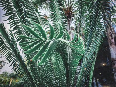 Yeşil tropik yaprakların güzelliği