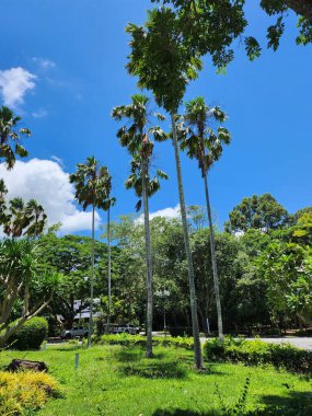 Ağaçlar ve yeşil Yapraklar ormanda