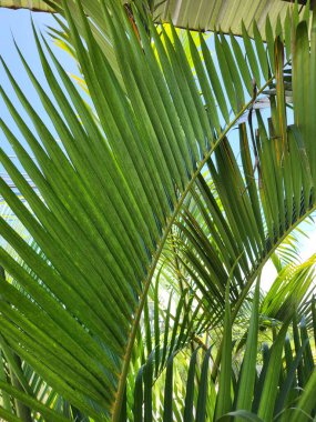 Yeşil tropik yaprakların güzelliği