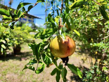 Nar meyvesi ve yapraklar bahçede.