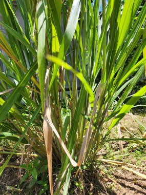 Limonlu otları kapat.