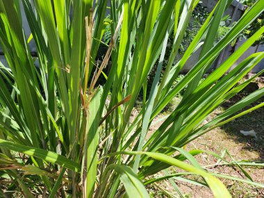 Limonlu otları kapat.