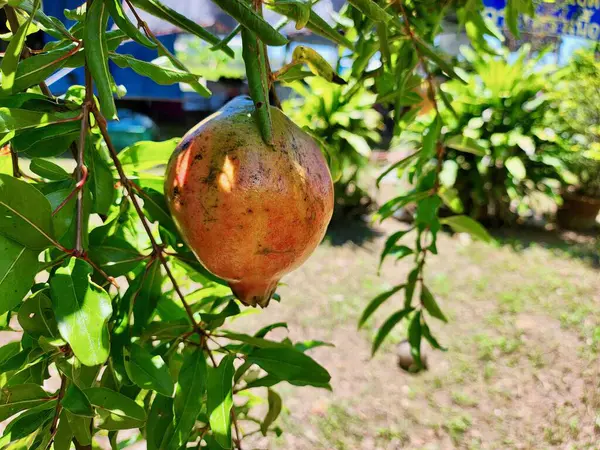 stock image Pomegranate fruit and leaves in the garden