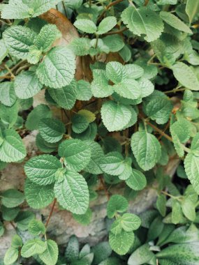 Yeşil tropik yaprakların güzelliği