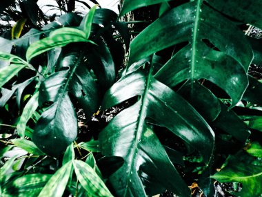 Yeşil tropik yaprakların güzelliği