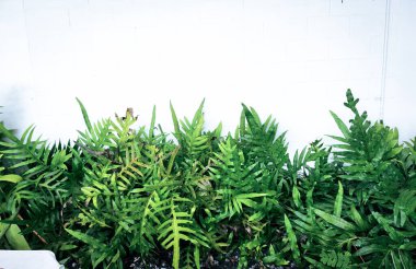 Eğreltiotu yapraklarının güzelliği