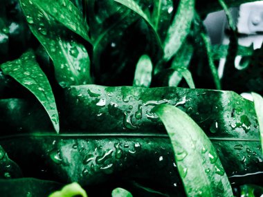 Yeşil tropik yaprakların güzelliği