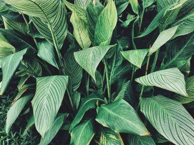 Yeşil tropik yaprakların güzelliği