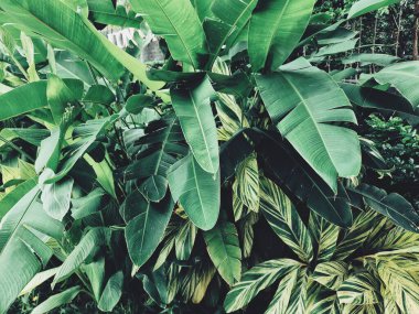 Yeşil tropik yaprakların güzelliği