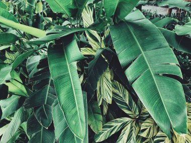 Yeşil tropik yaprakların güzelliği