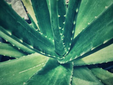 Aloe vera 'ya yaklaş