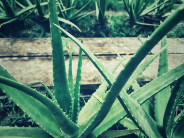 aloe vera Bahçe