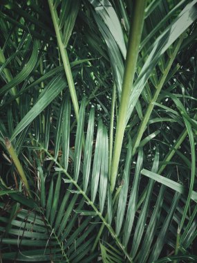 Yeşil tropik yaprakların güzelliği