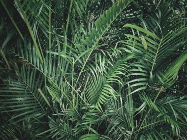 Yeşil tropik yaprakların güzelliği