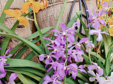 Çiçekli arkaplan dokusunda pembe orkide çiçeği