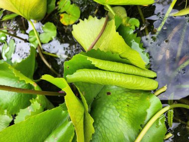 Yeşil tropik yaprakların güzelliği