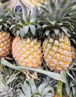 Ananas, tropik meyve ve yapraklar.