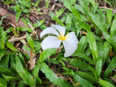 Beyaz frangipani çiçeği ve yeşil çimen