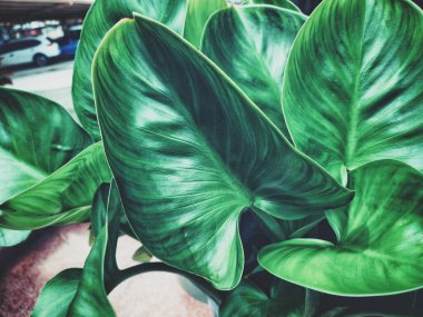 Yeşil tropikal yaprakların güzelliği bitki arka planı veya dokusu