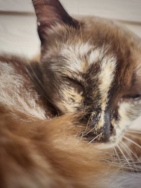 Gri kedi yakın çekim