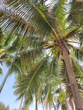 Tropik hindistan cevizi ağacı palmiye yapraklarını doğal bırakır