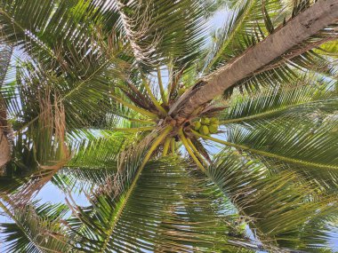 Tropik hindistan cevizi ağacı palmiye yapraklarını doğal bırakır