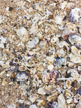 Kumsalda deniz kabuğu