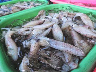 Tayland pazarında taze çiğ kalamar.