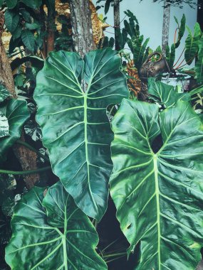 Yeşil tropikal yaprakların güzelliği bitki arka planı veya dokusu