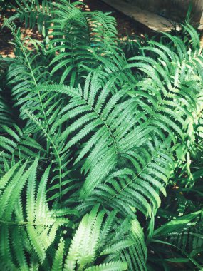 Yeşil tropikal yaprakların güzelliği bitki arka planı veya dokusu