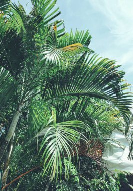 Yeşil tropikal yaprakların güzelliği bitki arka planı veya dokusu