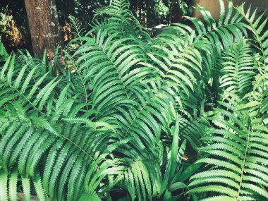 Yeşil tropikal yaprakların güzelliği bitki arka planı veya dokusu