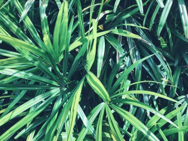 Yeşil tropikal yaprakların güzelliği bitki arka planı veya dokusu