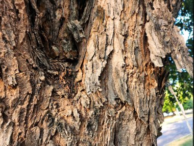 Kahverengi ağaç kabuğuna yakın.