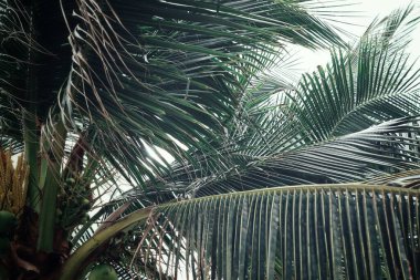 Yeşil tropikal yaprakların güzelliği