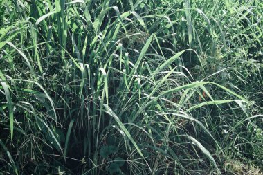 Arka plan veya doku yeşil vetiver bırakır