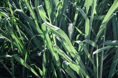 Arka plan veya doku yeşil vetiver bırakır