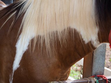 Kahverengi atlar çiftlikte